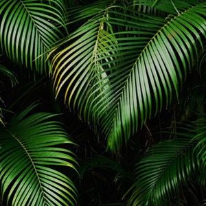 Meet your Posher, Alexa