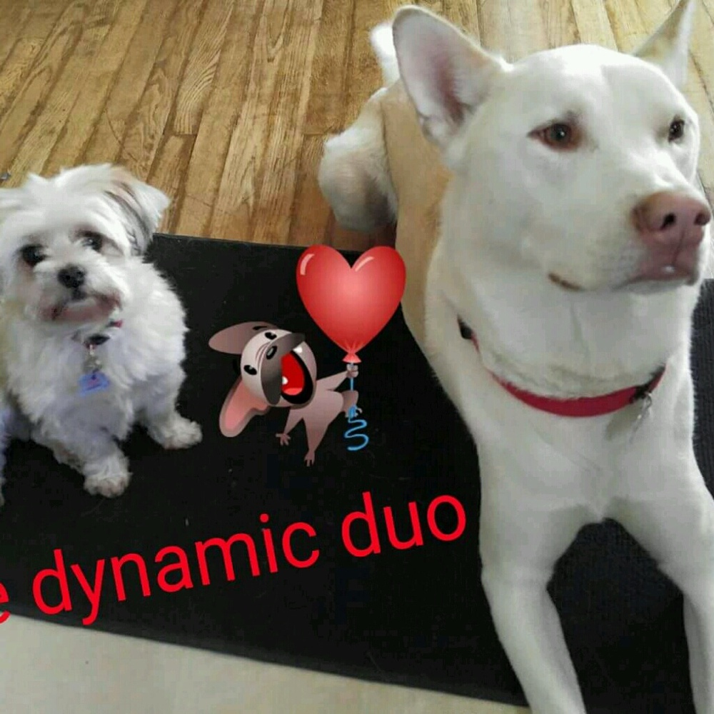 Meet your Posher, Shannon