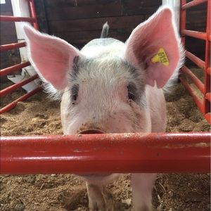 Meet your Posher, Taylor