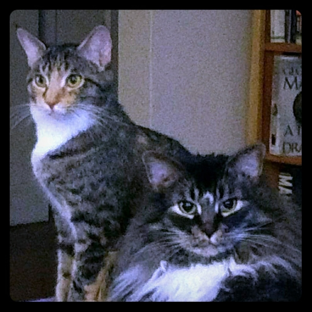 Cat Friendly Non Smoking Closet 