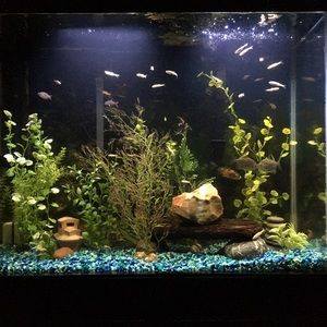 Meet your Posher, Henry