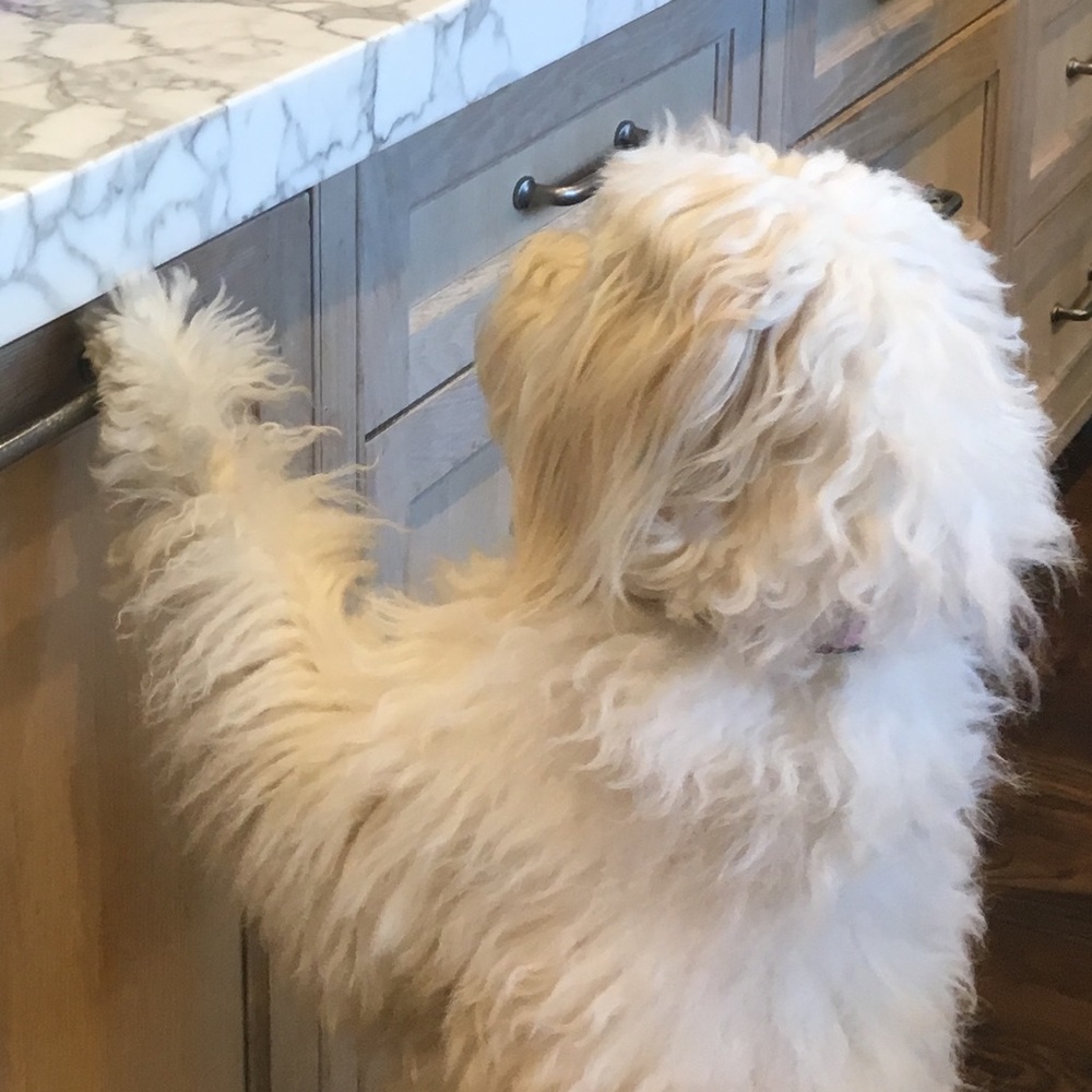 Meet your Posher, Daisy