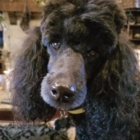 Meet your Posher, Kelly - Picture 6 of 8