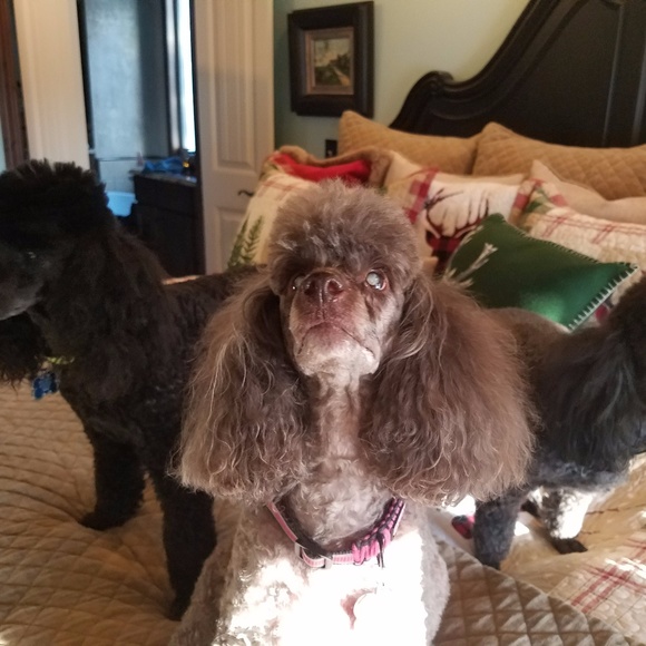 Meet your Posher, Kelly - Picture 7 of 8