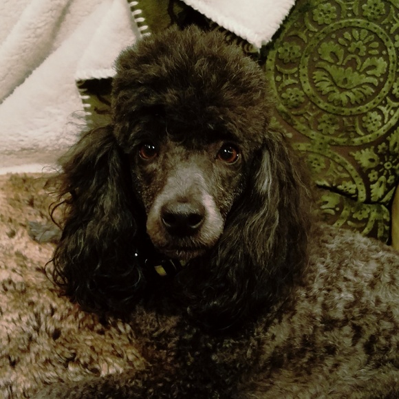 Meet your Posher, Kelly - Picture 5 of 8