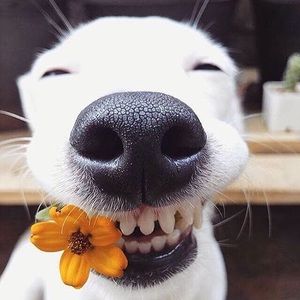 Meet your Posher, Douglas