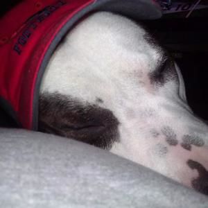 Meet your Posher, Billy