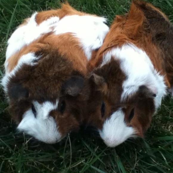 Meet your Posher, Kiersten - Picture 1 of 1