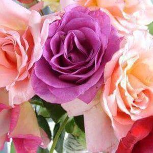 Meet your Posher, Diana