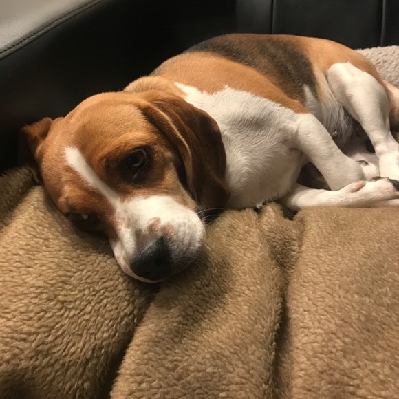 Meet your Posher, Niko - Picture 1 of 1