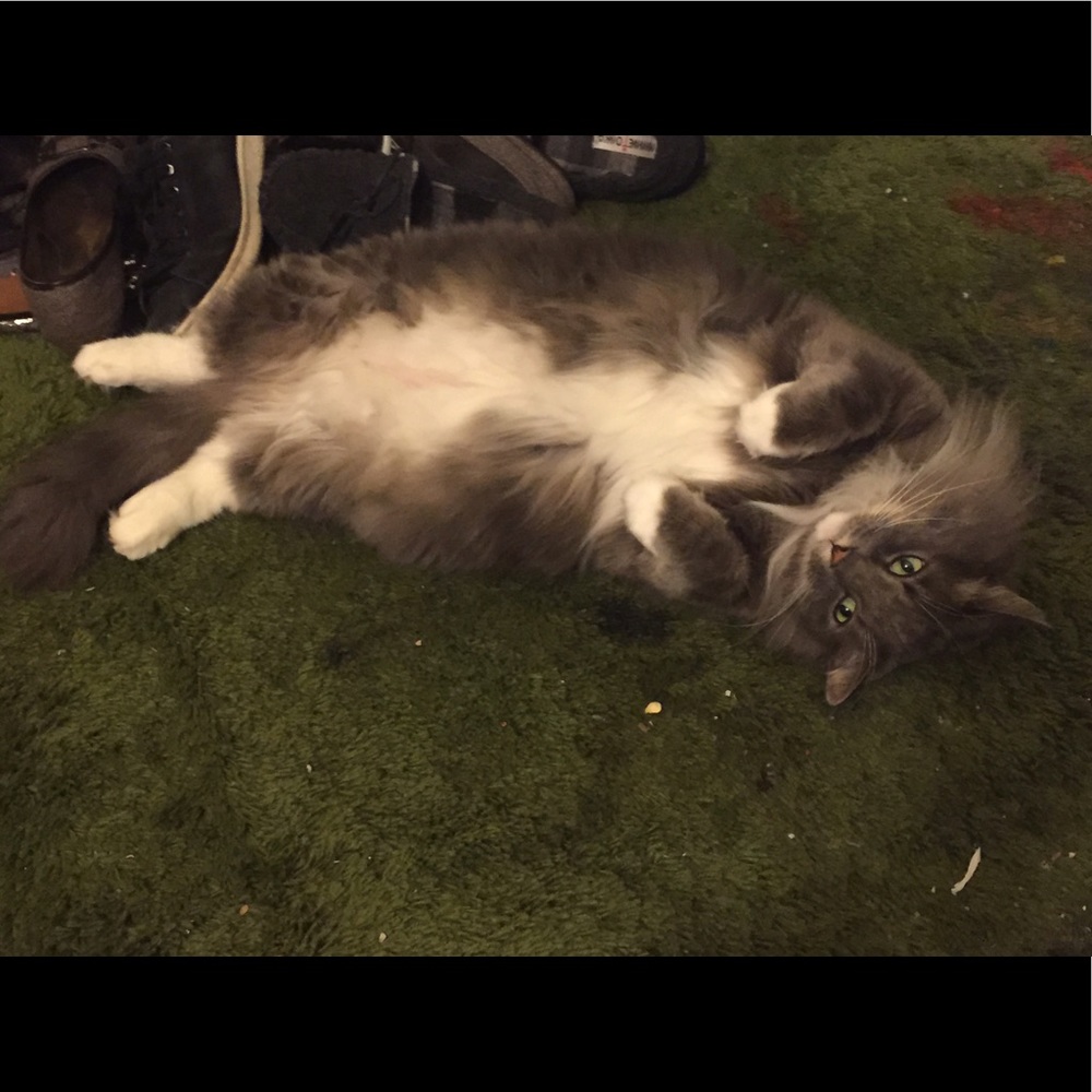 Meet your Posher, Annika