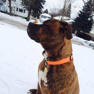 Meet your Posher, Dominic