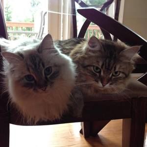 Meet your Posher, Farah