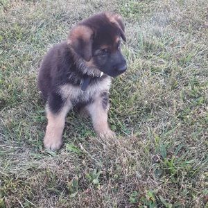 Meet your Posher, Riley