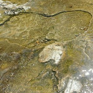 Meet your Posher, Liberty