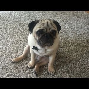 Meet your Posher, Maria