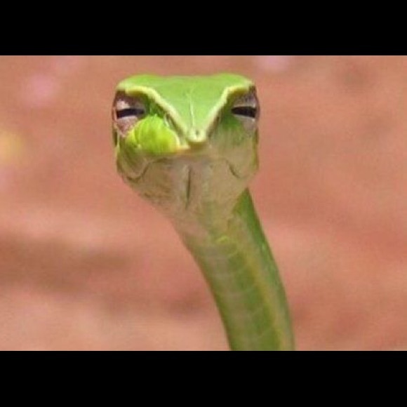 Meet your Posher, Lacey - Picture 1 of 1