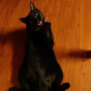 Meet your Posher, Monica