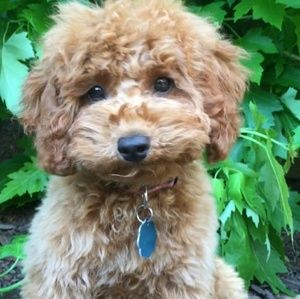 Meet your Posher, Marilyn