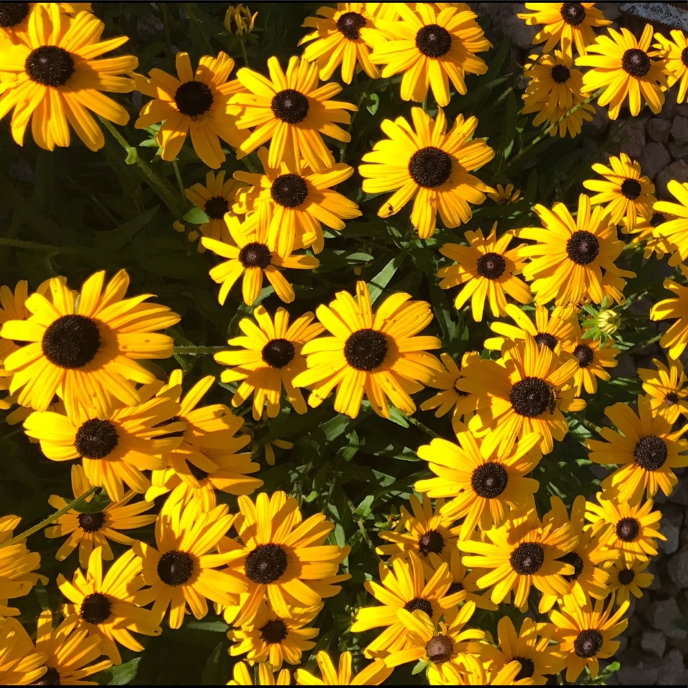 Meet your Posher, Sonu