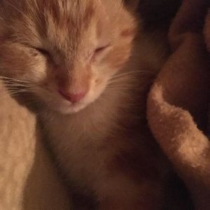 Meet your Posher, Holly