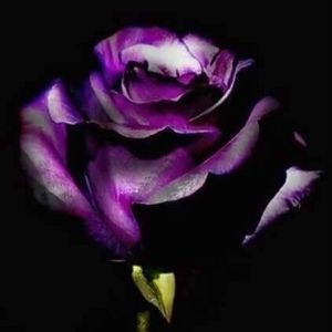 Meet your Posher, Christy