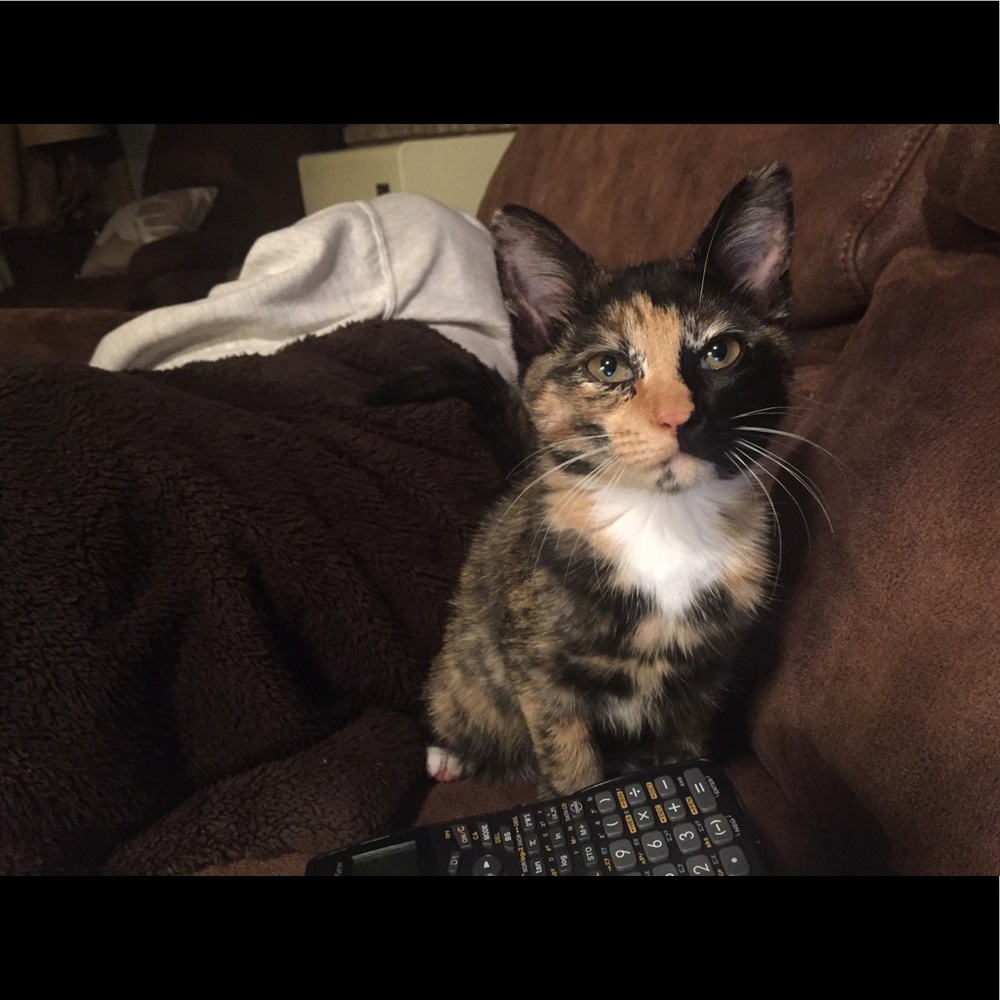 Meet your Posher, Autumn