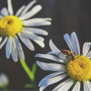 Meet your Posher, Bailey