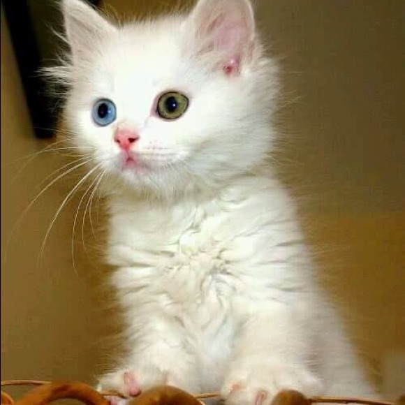 Meet your Posher, Rose - Picture 1 of 1