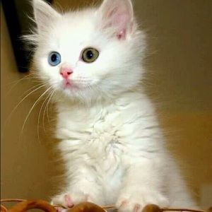 Meet your Posher, Rose