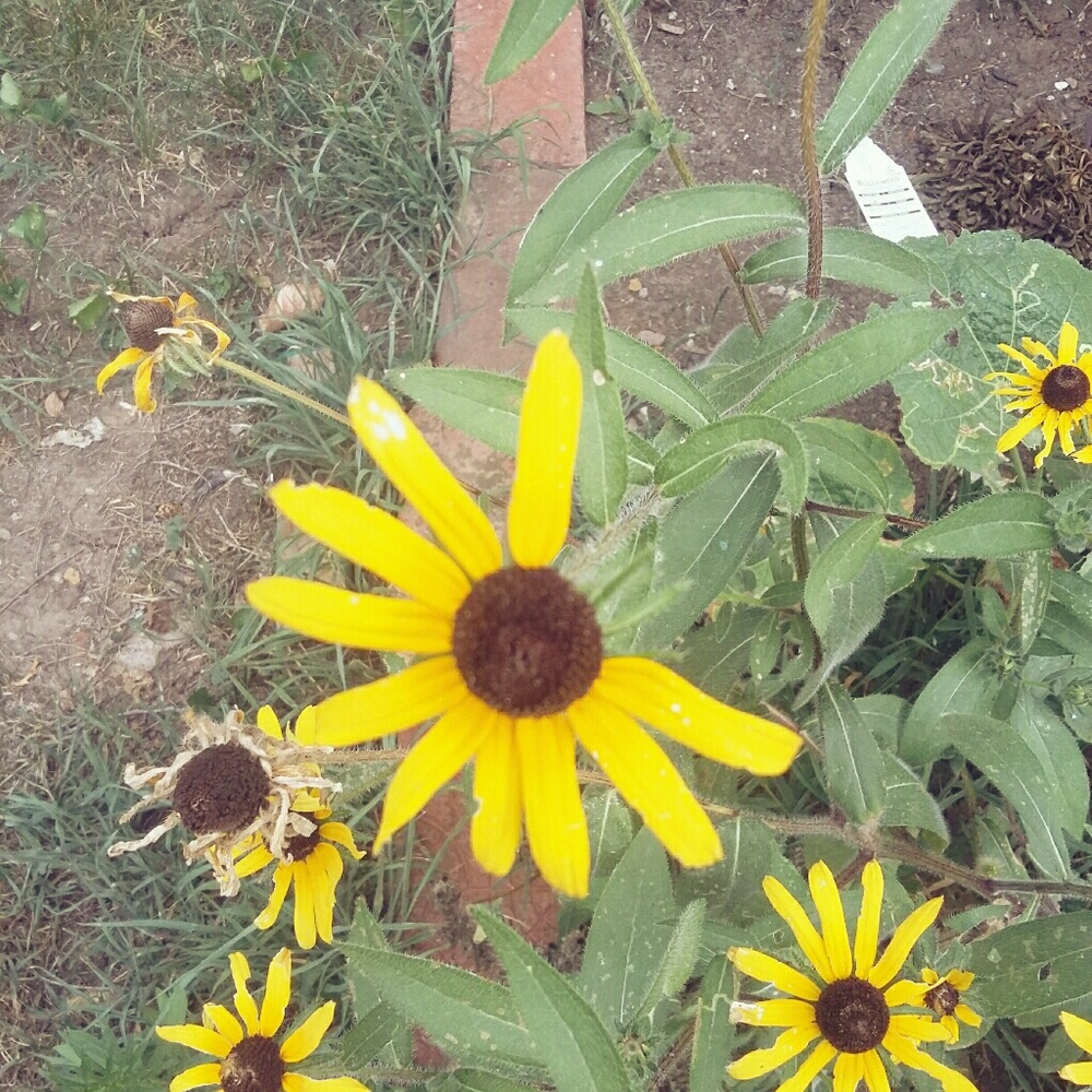 Meet your Posher, Whitney