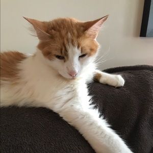 Meet your Posher, Bruce