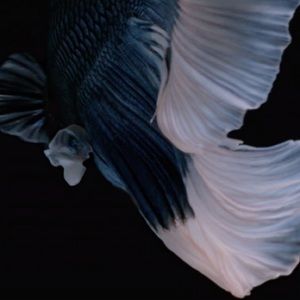 Meet your Posher, Katherine