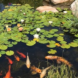 Meet your Posher, Cecilia