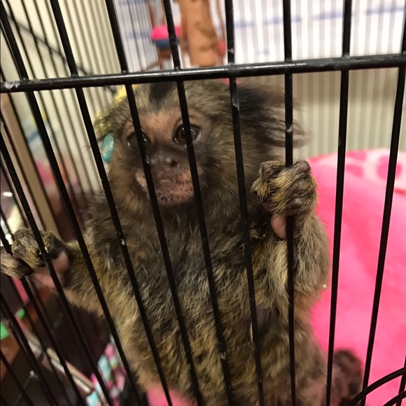 Meet your Posher, Sherry - Picture 1 of 1