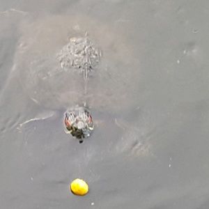 Meet your Posher, Debra