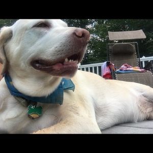 Meet your Posher, Abigail