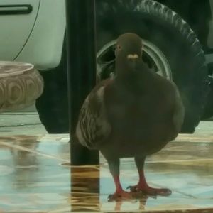 Meet your Posher, Leah