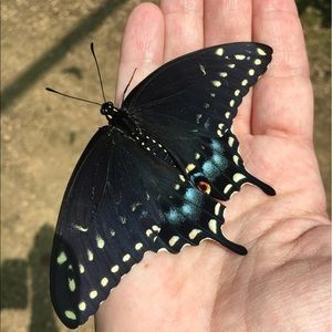 Meet your Posher, Sandy