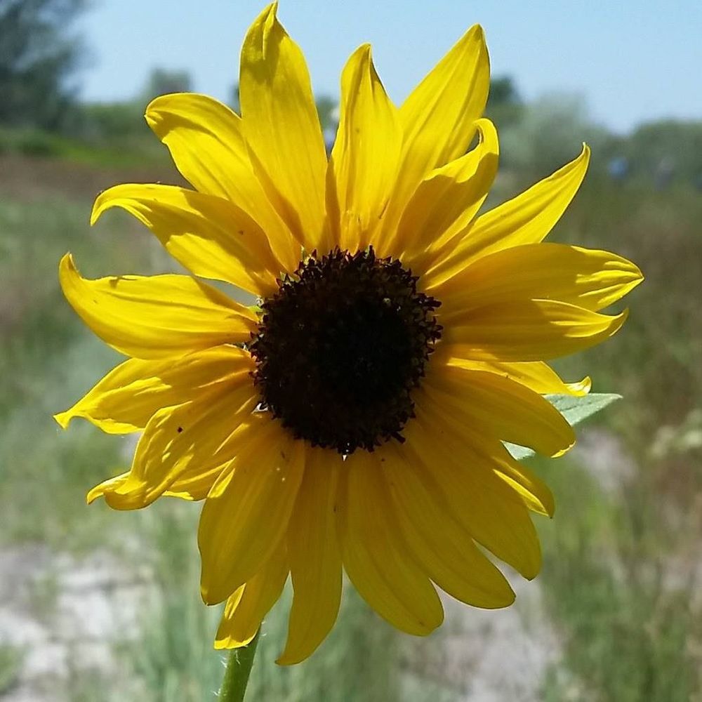 Meet your Posher, Laceyjae