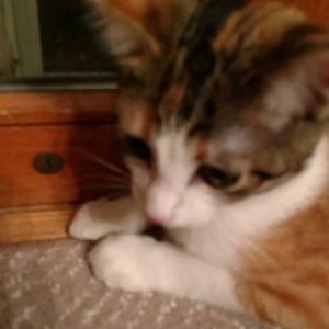 Meet your Posher, Amy