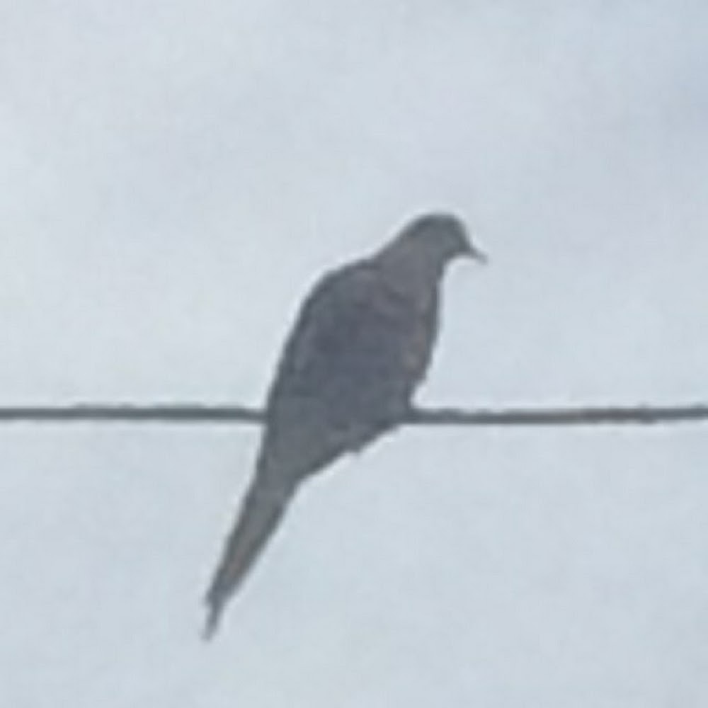 Meet your Posher, Tiptron