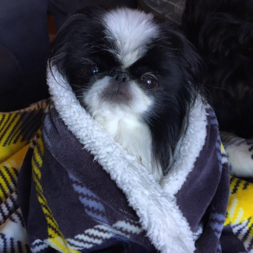 Meet your Posher, Kristen