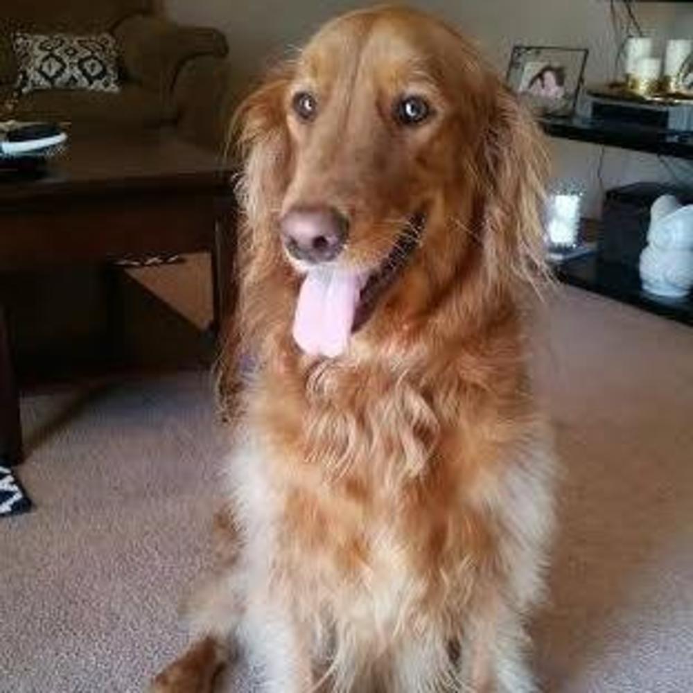 Meet your Posher, Carmen