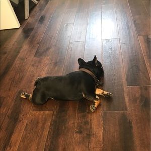 Meet your Posher, Bruno