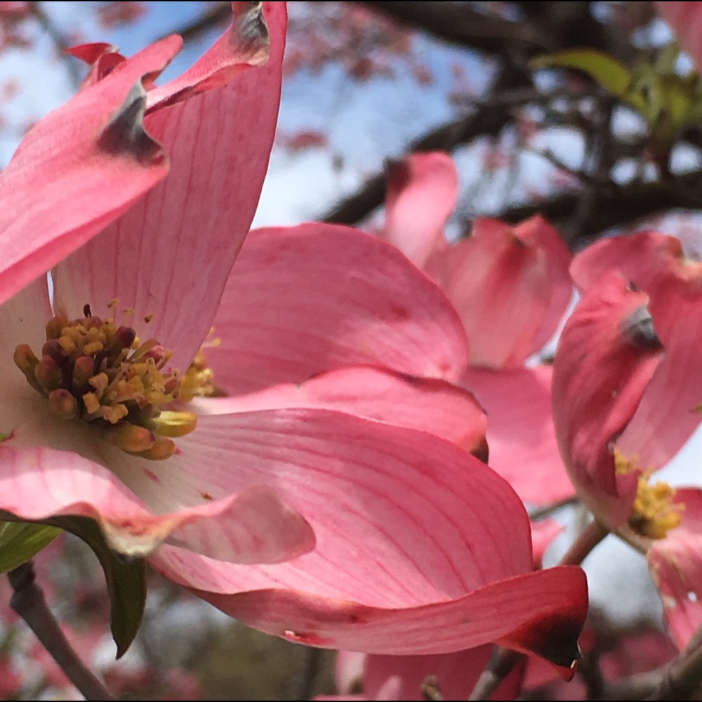 Meet your Posher, Parker