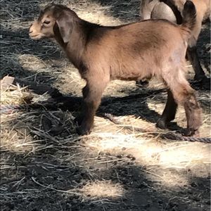 Meet your Posher, Claudio