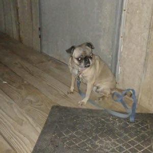 Meet your Posher, Polly