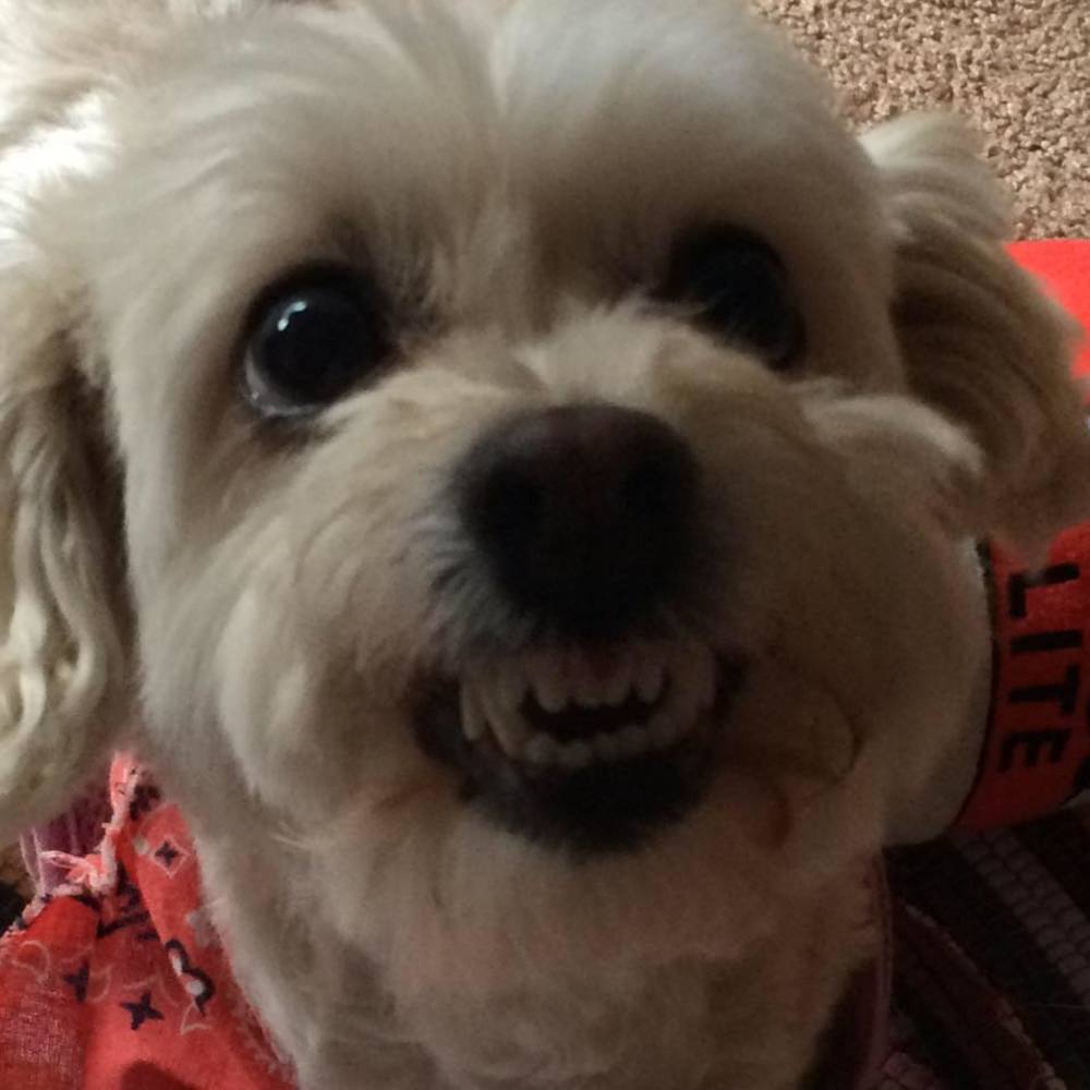 Meet your Posher, Mima