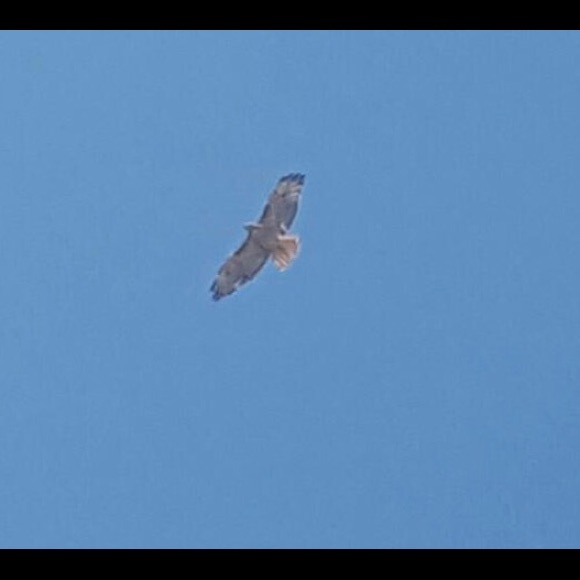 Meet your Posher, Elise - Picture 1 of 1